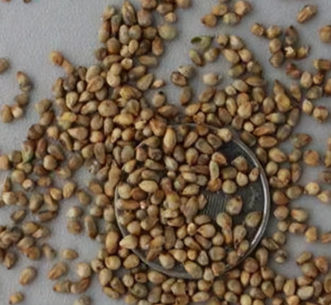 纪果欢｜怎么辨别种子的质量？受哪些因素影响？看完这篇你就知道