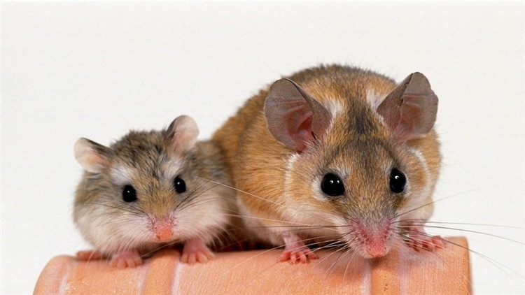 养仓鼠的注意事项和必备物品,饲养仓鼠的十大注意事项