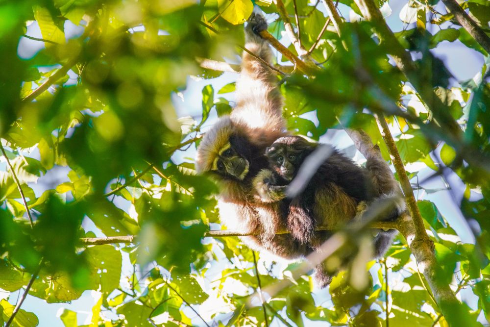 “星战”天行者现身云南？是时候认识我们的国宝了