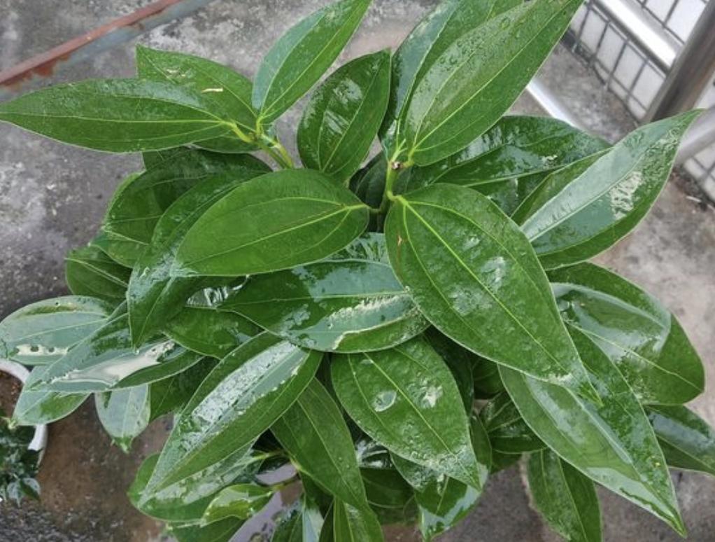 客厅养这5种花最忌讳这一点,家里适合养的花和植物风水