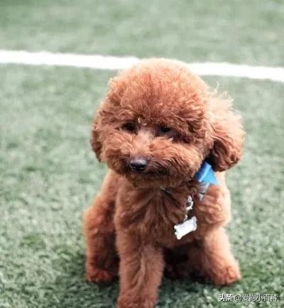 宠物狗的种类图片卡通,狗的种类视频