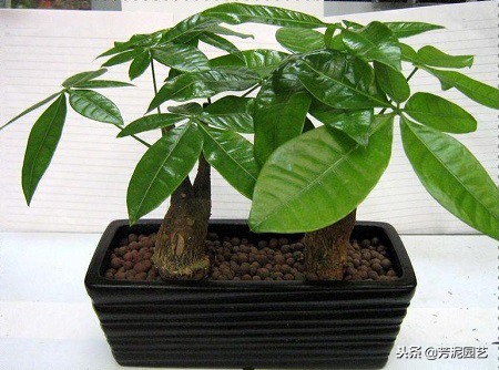 发财树出现黑斑怎么办呢,单杆立柱发财树表皮有白斑怎么办