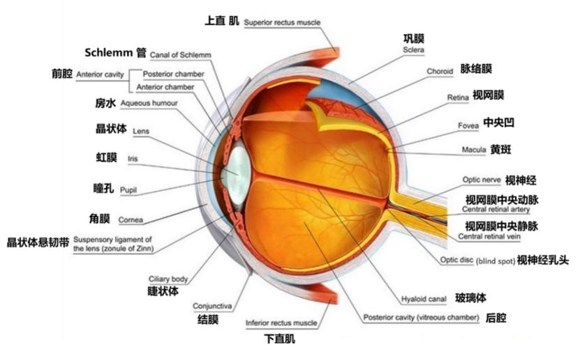 港科大世界首个3d人工眼球,香港人工眼球