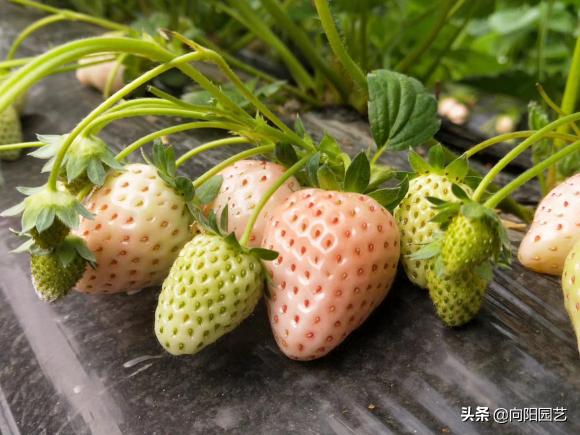 草莓还可以这么吃又学会了一招,草莓自己在家怎么种植