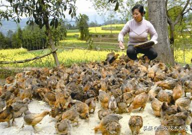 有鸡瘟咋办,鸭瘟鸡瘟最快的解决方法