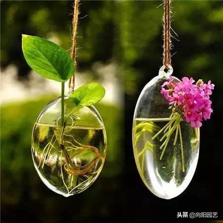 水培植物发臭的解决方法,水培植物根部腐烂怎么补救