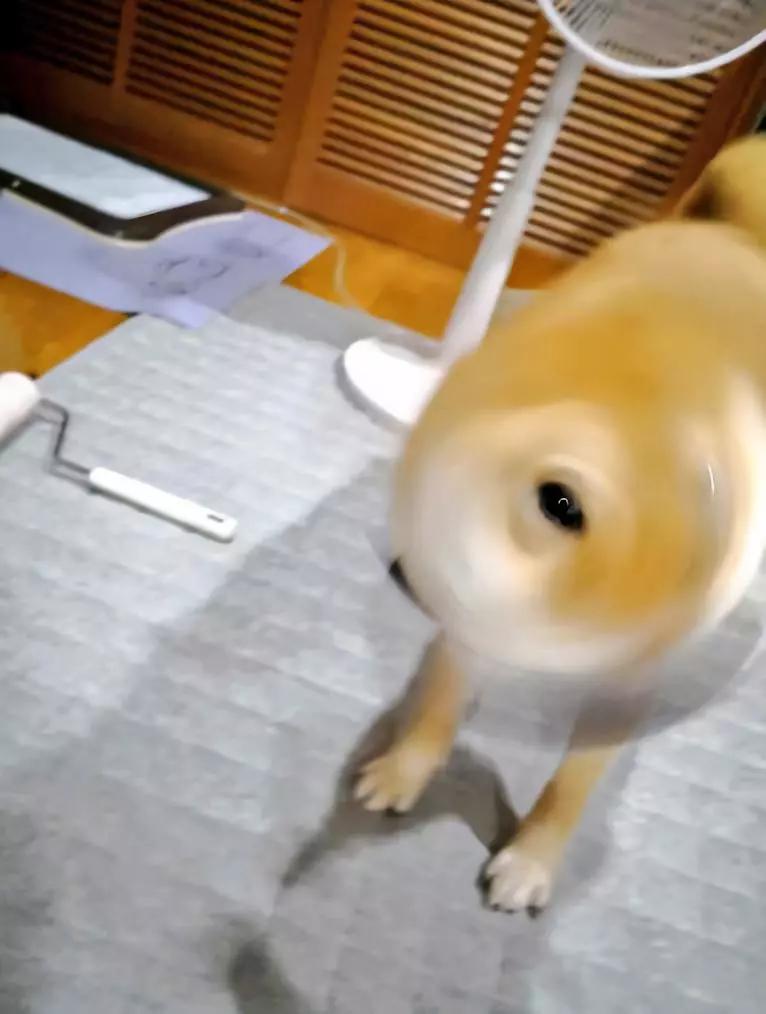 动物沙雕表情包搞笑,沙雕模仿动物表情包