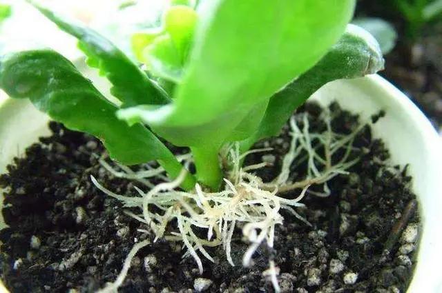 生根剂不用花钱买教你在家自己做,不用花钱在家可做万能生根剂