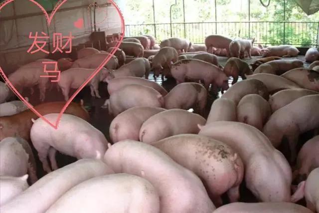 养殖业被垄断,生猪被垄断会是什么情况