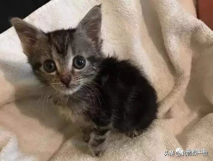 侏儒症19岁多高,从小身患侏儒症