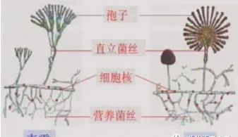 八年级上册生物期末必考的知识点,八年级上册生物性状的遗传知识点