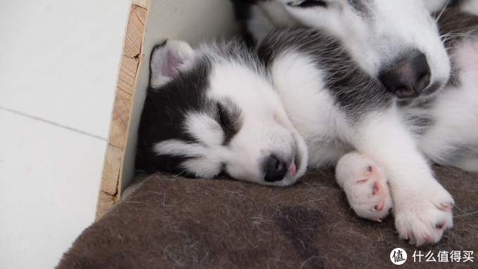 一次创世纪的生活体验—记哈士奇当妈妈