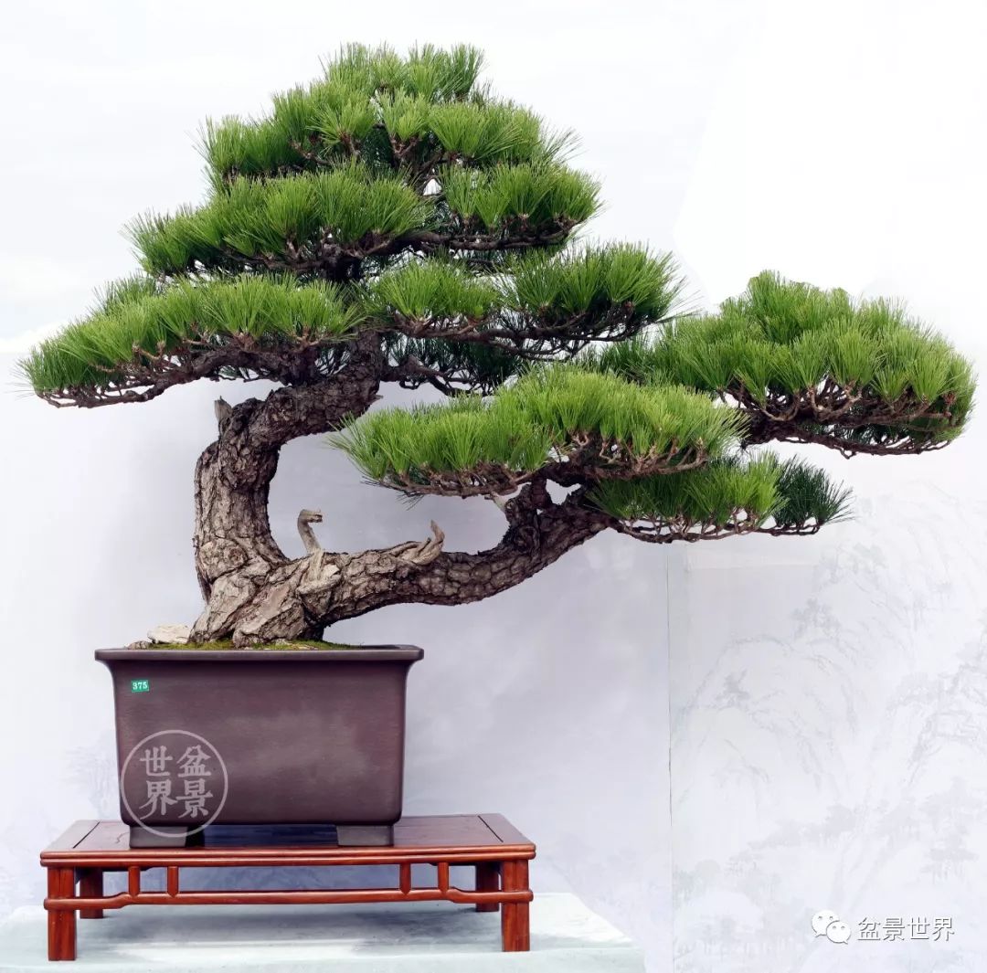 黑松盆景精品图片,黑松盆景精品欣赏