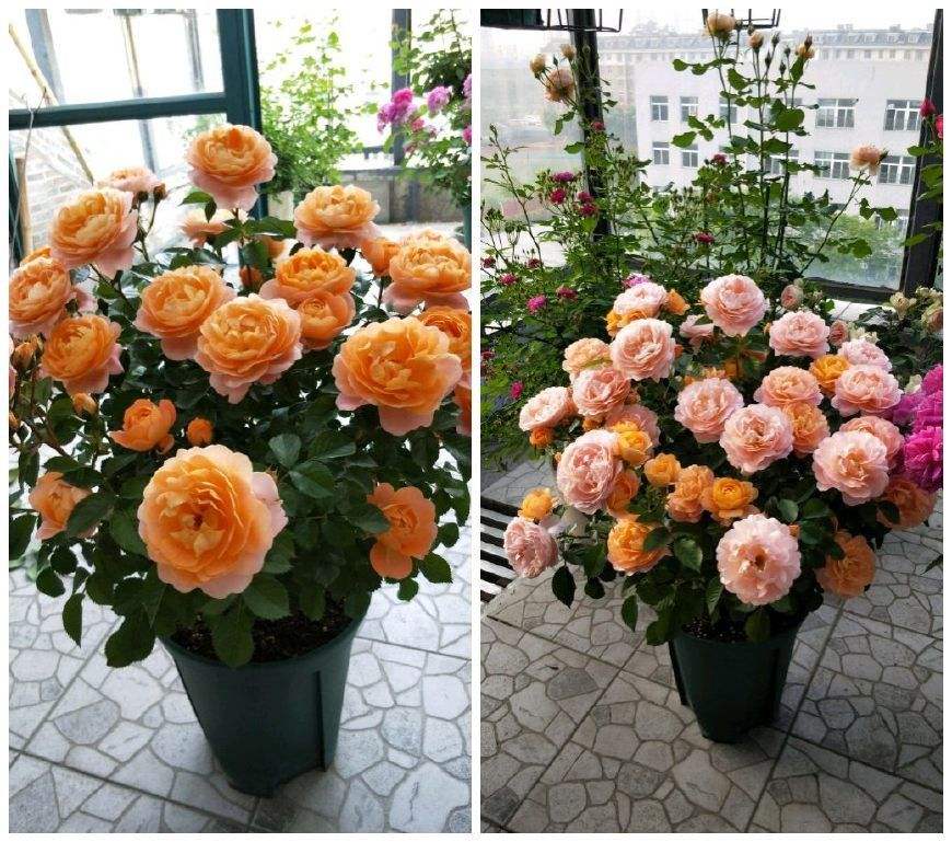 果汁阳台属于黄颜色的花吗,开花爆盆的果汁阳台