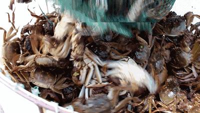 吃蟹赏景就在阳澄湖你准备好了吗,秋季阳澄湖吃蟹