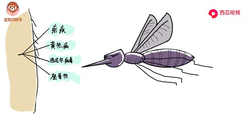 蚊子吸血被拍死针会留下吗,突然拍死蚊子针管会留在里面吗