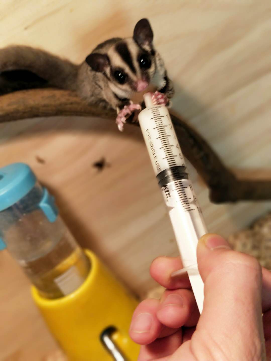 蜜袋鼯怎么训练能晚上睡觉,蜜袋鼯怎么训练定点上厕所