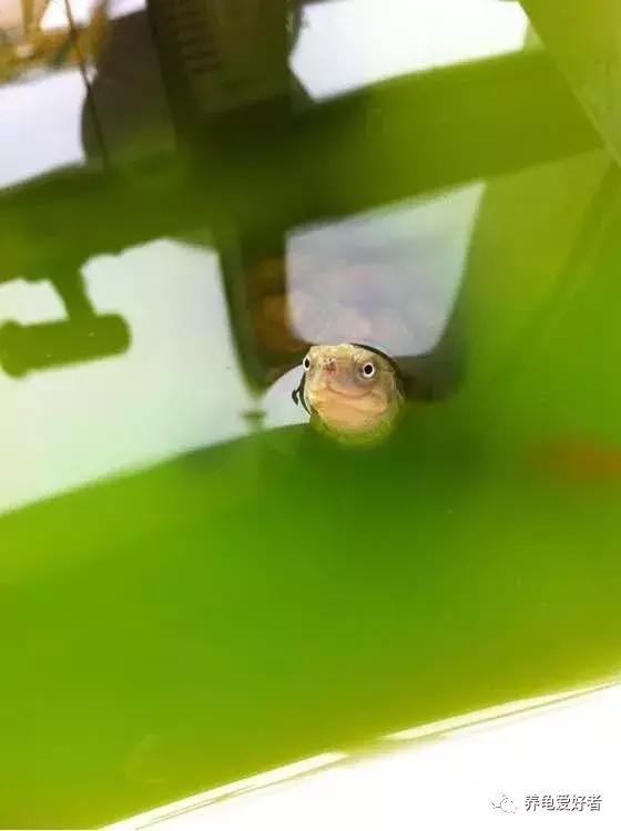 新手养龟的技巧和注意事项,新手养龟注意事项和方法