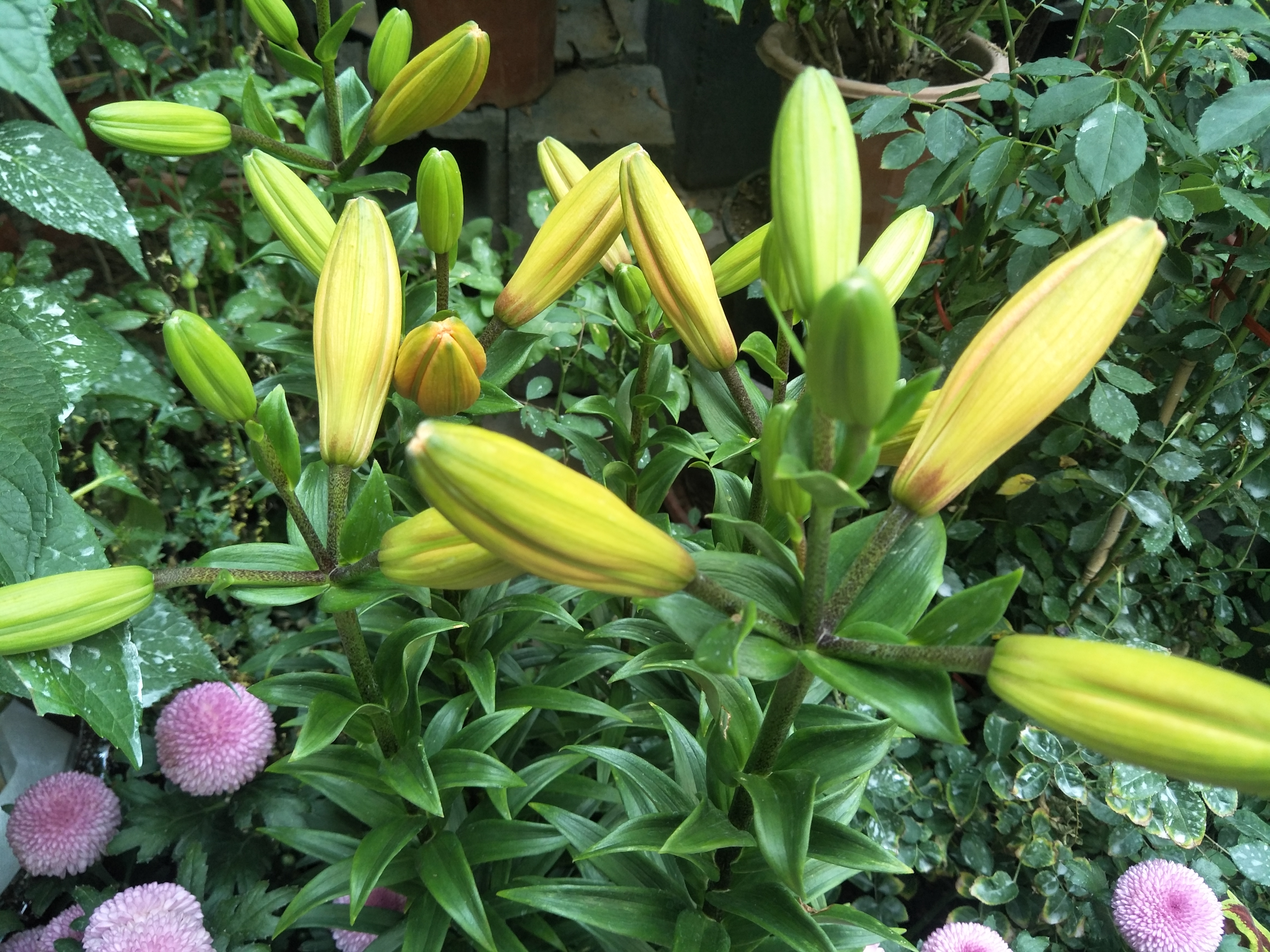 盆栽百合叶子发黄怎么办,新鲜百合冷冻后发黄是什么原因