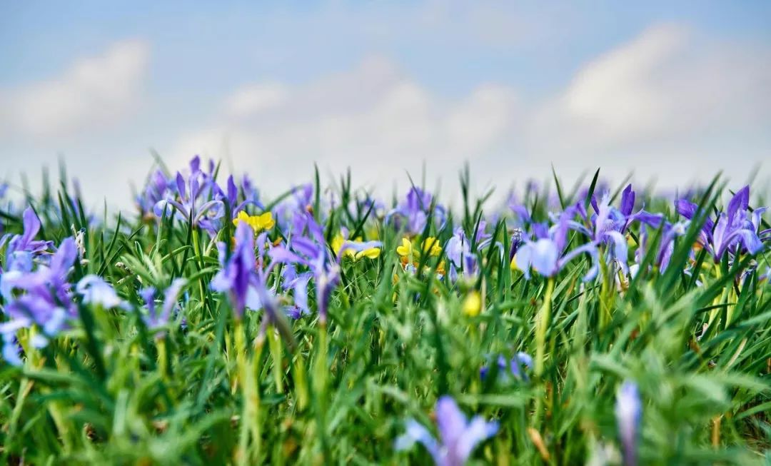 夏天的宁夏风景,夏天的宁夏银川
