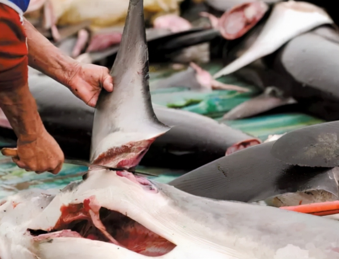 哥伦比亚查获130只走私毒蛙,哥伦比亚海关查获最大冻品