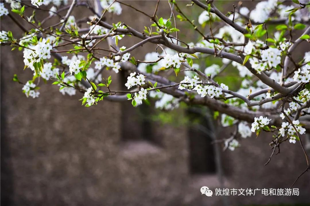 鏁︾厡灞卞簞搴櫌鏅,鏁︾厡灞卞簞搴櫌娣卞害