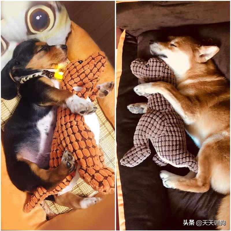 狗狗最爱玩的小玩具有什么,狗狗喜欢的玩具排行榜大全