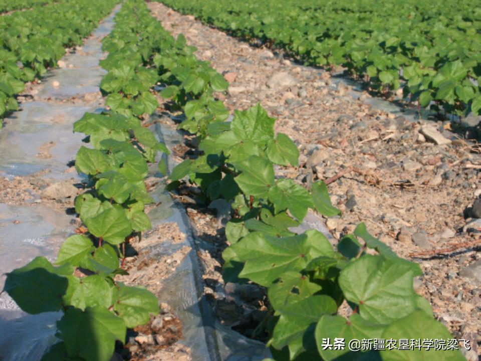 滴灌带堵塞怎么消除,滴灌带堵塞用什么过滤器好