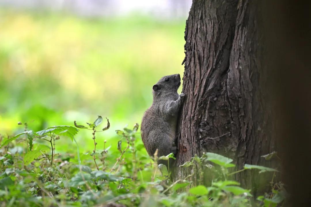 无机械快门的相机,尼康z卡口全画幅相机镜头推荐