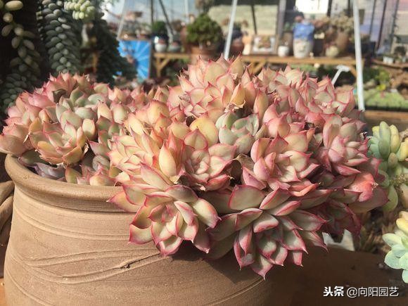 多肉七天内的生长变化,多肉变黄脱落什么原因