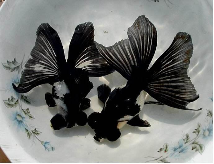 新手养金鱼哪种金鱼最好养,金鱼种类和饲养难度