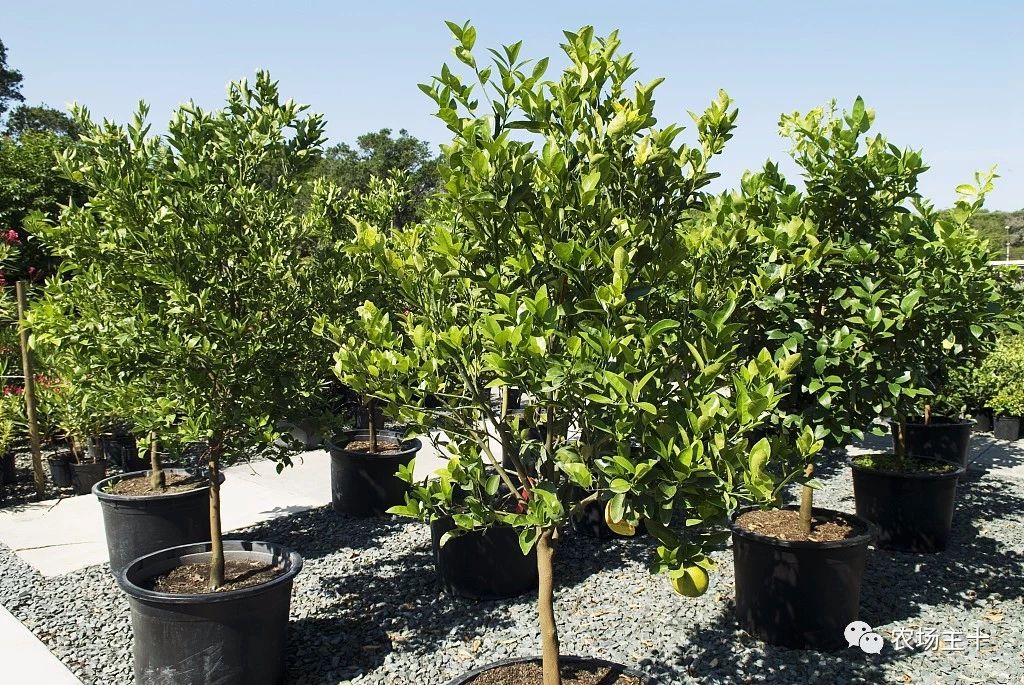 回农村小本创业,农村冷门小本创业生意