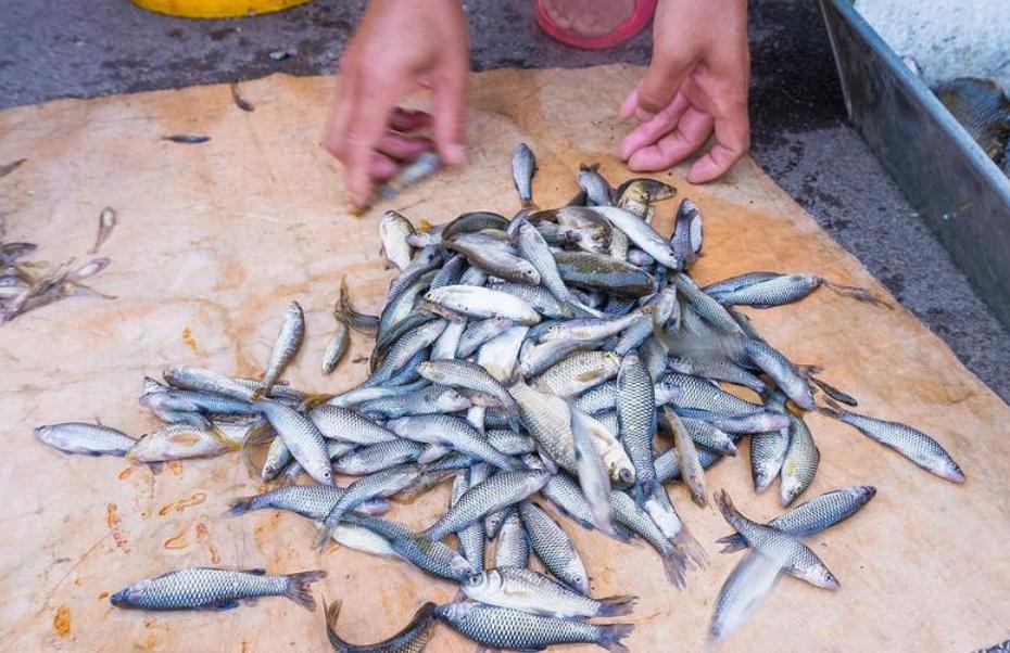 六种野生鱼不能人工养殖,怎样挑选野生鱼和养殖鱼