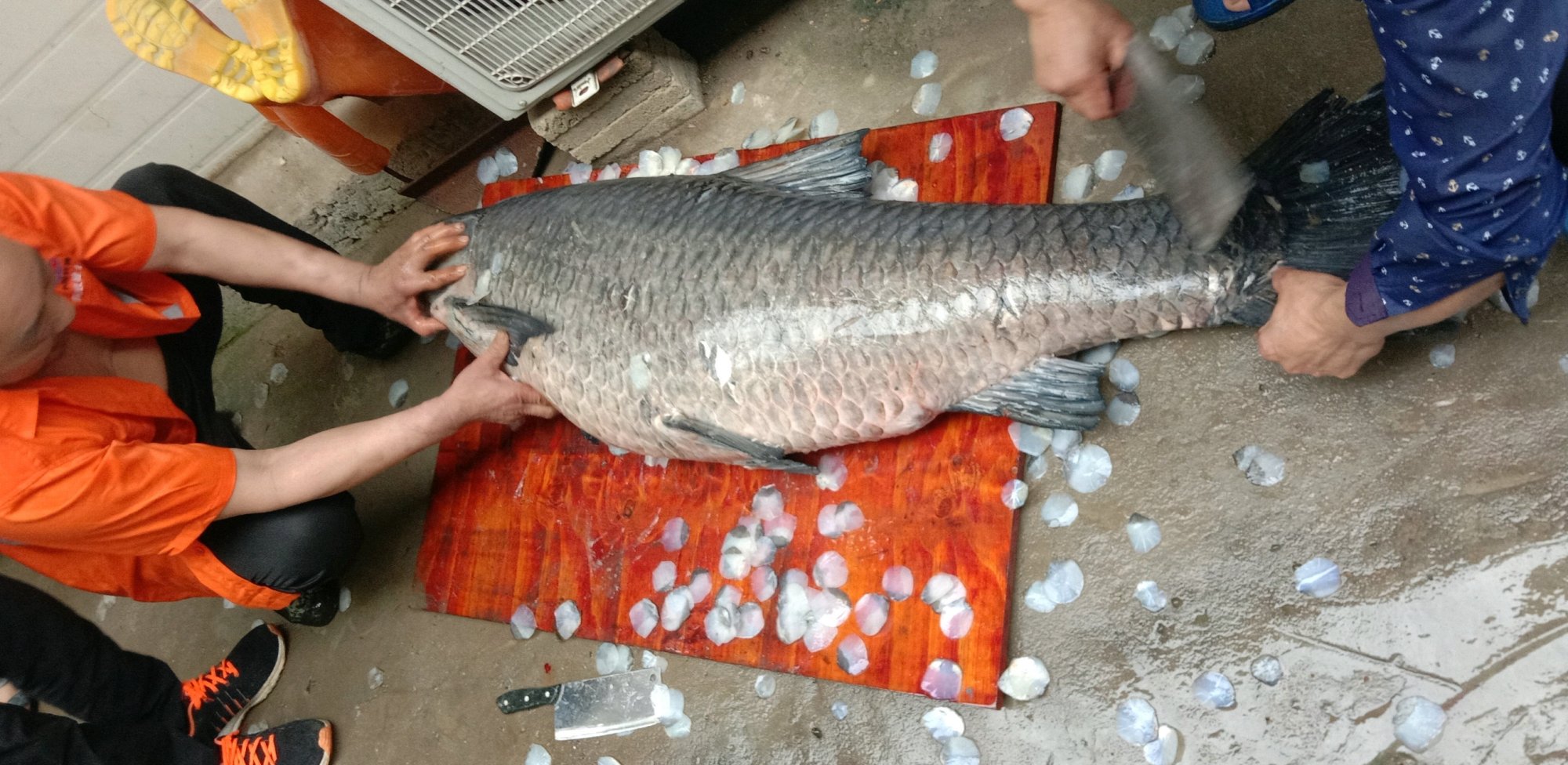 一男子钓鱼被一大妈买下放生,沈阳男子在棋盘山水库钓到大鱼