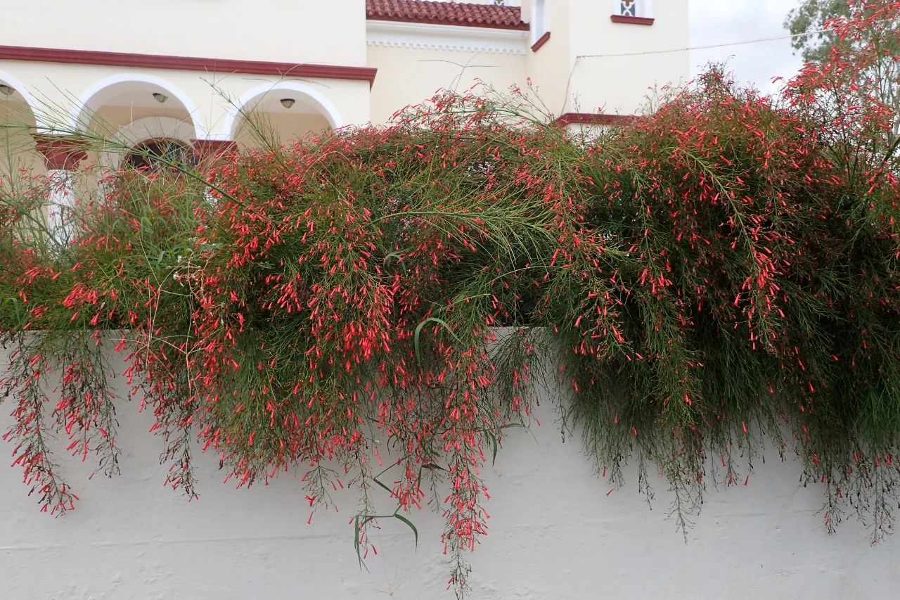 适合室内不怕晒的植物,适合潮湿环境养的植物