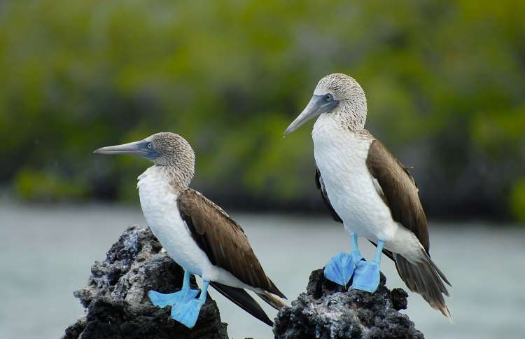 世界上十二种颜色华丽的动物,令人惊艳的17种动物绝对罕见