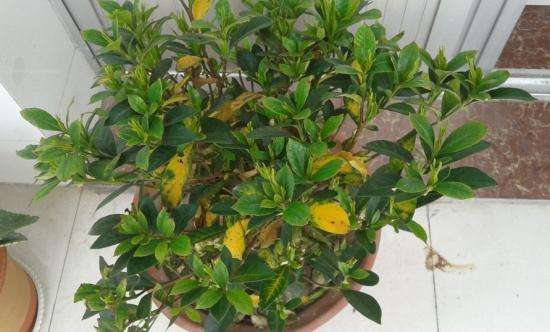 绿植花草黄叶怎么补救,花卉绿植出现黄叶掉叶应该怎么办