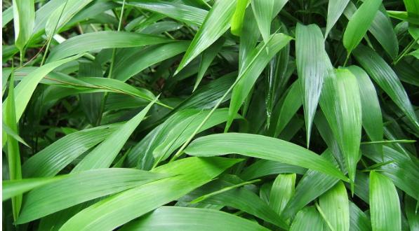 整合——28种青草药,赶快收藏备用!