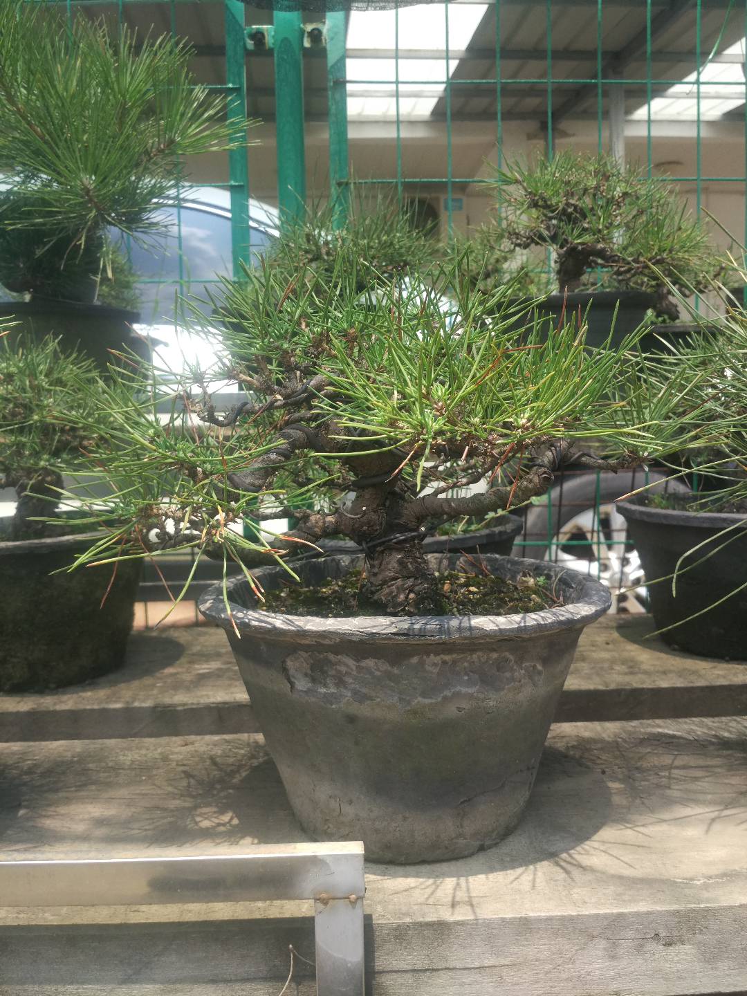 掌上盆景100种,掌上盆景