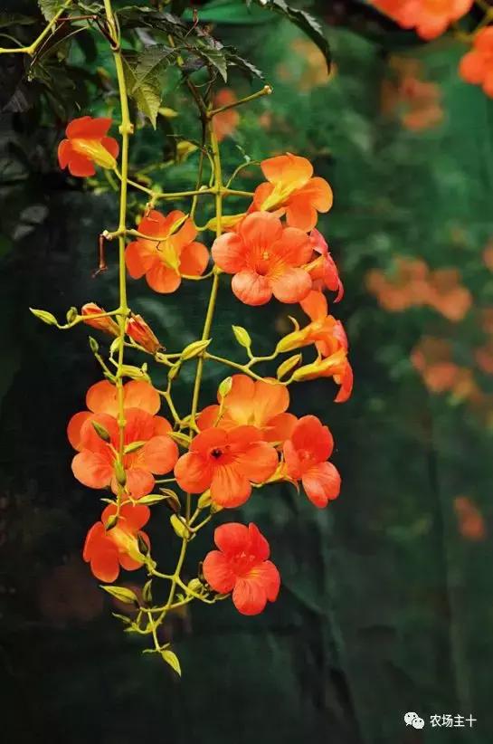 院子里种些什么花好养,院子里适合种植的东西