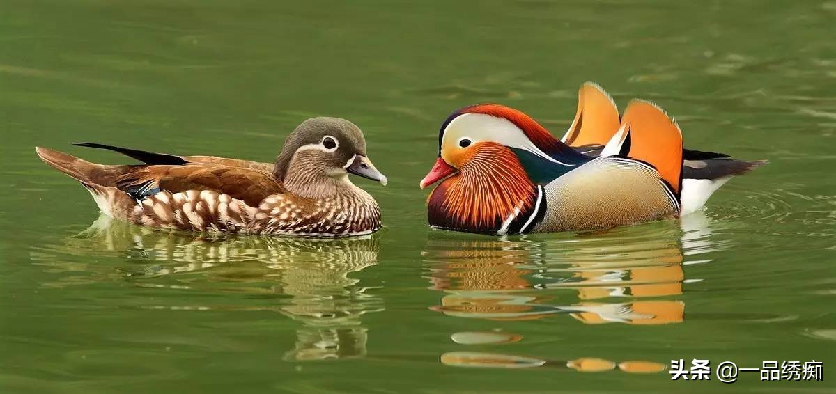 鸟类名字生僻字,带有鸟字的生僻字