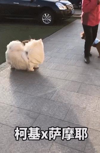 让狗子远离柯基,让你家狗离柯基远点