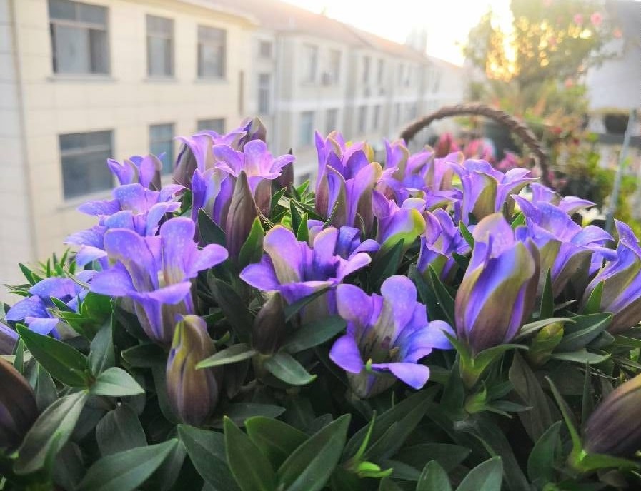 海洋之心花朵,海洋之心鲜花