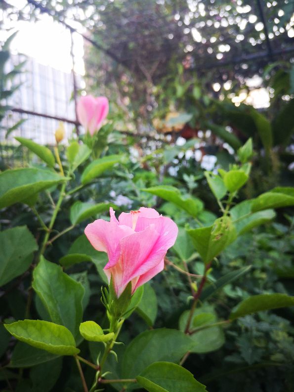 一方净地与你分享——扶桑花开,热烈奔放