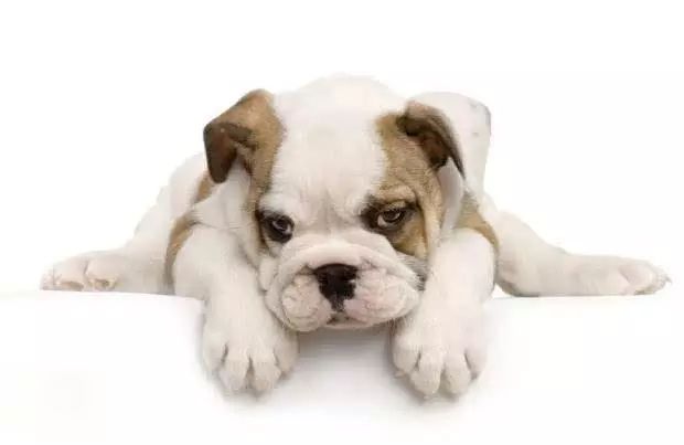 45只名犬排行,45种名犬您都认识吗