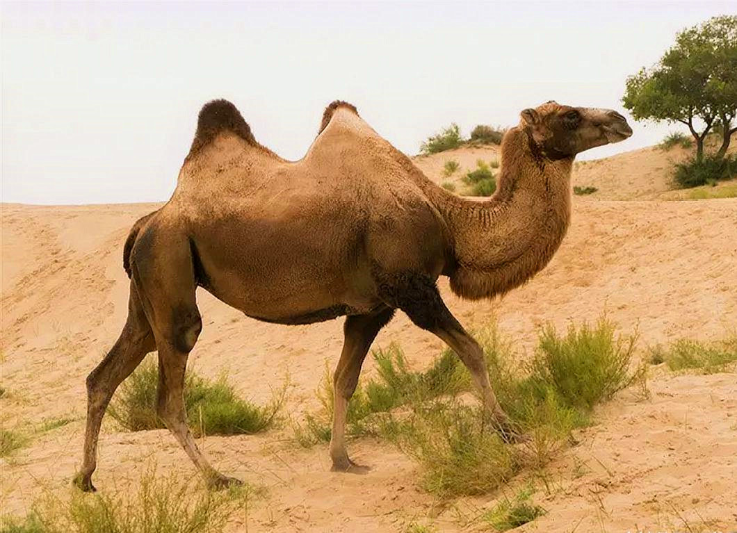 在沙漠中遇到死去的骆驼,在沙漠中碰到死后的骆驼
