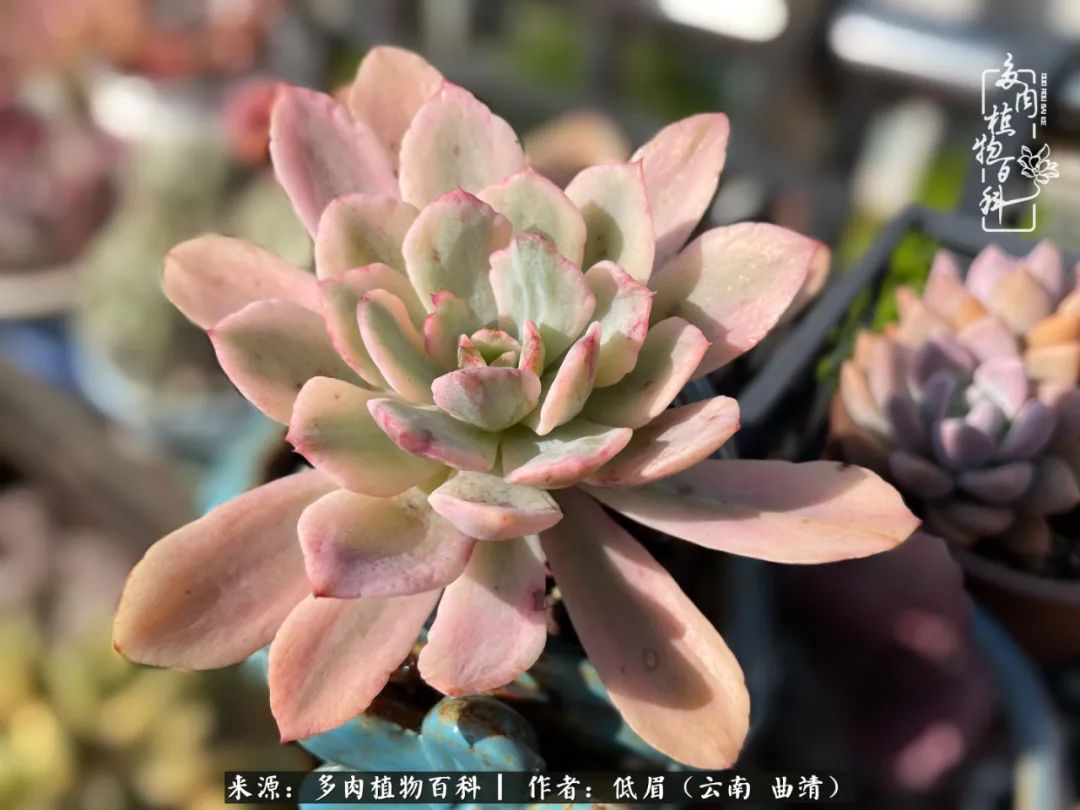 怎么在多肉植物百科投稿,怎样向多肉植物百科投稿