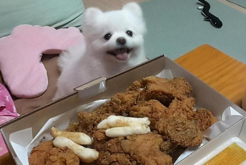 如何喂博美,博美犬正确喂食方法