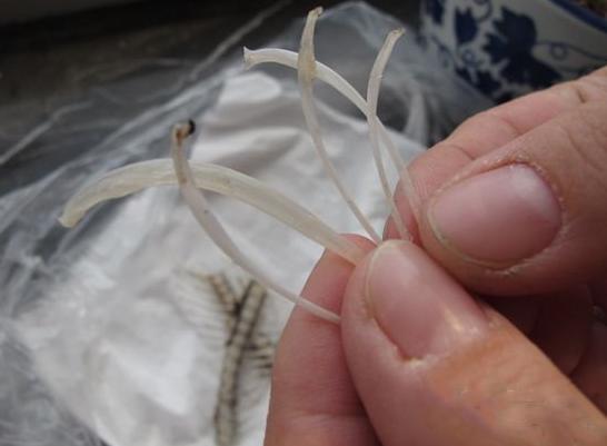 鱼刺卡喉咙威灵仙可以去除鱼刺吗,鱼刺卡住喉咙的偏方