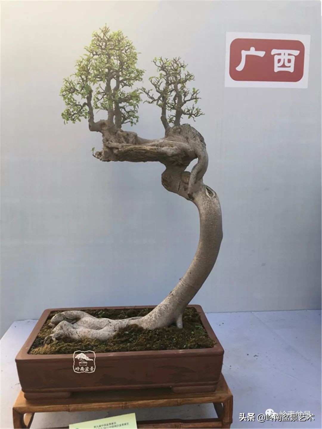 以根代杆下细上粗式盆景图片,十种适合吊着养的盆景